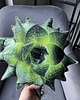 poduszki z grafiką Poduszka Mały Aloes Sukulent 1