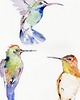obrazy Oryginalna akwarela. Kolibry 2