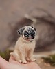 figurki i rzeźby Mops Miniatura- zamówienie indywidualne 3