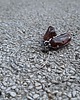 kolczyki z kamieniami Kolczyki Amberki - rezerwacja 2
