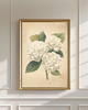 grafiki i ilustracje ZESTAW PLAKATÓW botaniczne grafiki  vintage hortensje biale 3