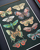 plakaty Motyle i ćmy plakat, plakat botaniczny, motyle, ćmy dekoracja 4