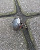 pierścionki - różne Szarość - pierścionek regulowany 3