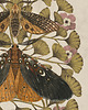 grafiki i ilustracje Moths & Maidenhair Fern, ćmy plakat, plakat botaniczny, adiantum, 3