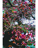 fotografia Wiosenne drzewo I 1