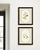 grafiki i ilustracje DWA PLAKATY galeria botaniczne owoce 6