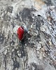 pierścionki - różne Red - pierścionek regulowany 4