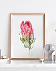 grafiki i ilustracje Protea, grafika, akwarela 3