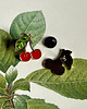 przypinki Pin Happy Cherry- Wiśnia- Czereśnia- Piny 2