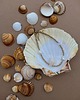 bransoletki ze szkła Bransoletka na nogę Mare Shell 4