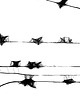 grafiki i ilustracje Oprawiona grafika - Minimalistyczne ptaki (104) 1