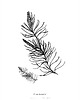 plakaty Plakat PINUS L. / fine Art Print 2