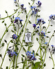 wisiory Niezapominajka- Naszyjnik- Kolekcja Flora 1