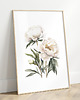 obrazy Białe Piwonie - Zestaw dwóch grafik 2