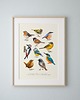 plakaty Plakat "Ptaki" 50x70 cm 1