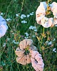 gumki do włosów Scrunchie 7