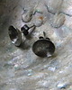kolczyki wire wrapping skorupki  - sztyfty 4