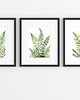 grafiki i ilustracje ZESTAW 3  botaniczne akwarela paproć 4