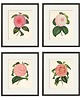 grafiki i ilustracje Zestaw Grafik Botanicznych Vintage 1