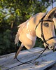 zabawki - inne Hobby horse A4 izabelowaty koń na kiju 7
