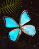 kolczyki pozłacane Kolczyki złote Kolczyki motyle morpho didius, niebieskie 5