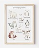obrazy i plakaty do pokoju dziecięcego Plakat edukacyjny ZWIERZETA POLARNE - Plakaty Na Ścianę Dla Dzieci MONTESSORI 1