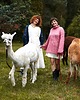 swetry damskie  Alpaka sweter Gili - neon żółty 3