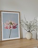 plakaty Plakat- Lotus 2