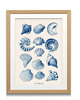 plakaty PLAKAT muszle, vintage, ilustracja, plansza 4