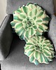 poduszki z grafiką Zestaw Poduszek Sukulent Aeonium 1