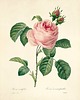 grafiki i ilustracje Rysunek kwiaty grafika motywy kwiatowe magnolia 2