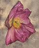 plakaty Plakat Magnolia Kwiat Botanika 1