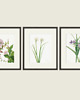 grafiki i ilustracje PLAKATY  botaniczne grafiki vintage kwiaty 4