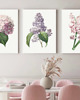 grafiki i ilustracje ZESTAW PLAKATÓW botaniczne kwiaty ilustracje 1