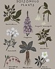 grafiki i ilustracje Poisonous plants 2