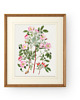 grafiki i ilustracje PLAKAT dekoracyjny , botaniczny, kwiaty ilustracja, róże polne 2