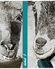 obrazy Obraz - Kozłowscy- Kozia rodzina 120x80. 3