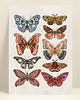 kartki okolicznościowe - wydruki Kartka motyle, kartka okolicznościowa, pocztówka kwiaty, karta botaniczna 2