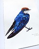 obrazy "Wire-tailed swallow" Oryginalna akwarela ptaka 30*40cm/ akwarela 2