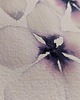 obrazy Akwarela A4 kwiaty "In a rain of flowers" 2