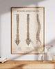 plakaty Plakat Budowa Kręgosłupa Vintage 3