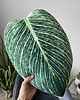poduszki z grafiką Poduszka Liść Philodendron Birkin Filodendron 1