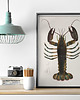 plakaty Plakat z Homarem vintage retro do kuchni 1