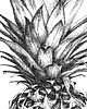grafiki i ilustracje Ananas 1