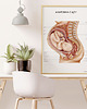 plakaty Plakat Anatomia Ciąży 1