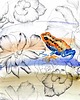 grafiki i ilustracje Żabki - komplet grafik 1