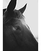 fotografia Koń 1