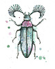 grafiki i ilustracje Rhipicera femoralis, 30x21, A4 1