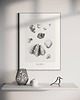 grafiki i ilustracje Muszle / Art  print 50x70 cm 1