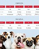 smycze i obroże dla psów i kotów Obroża dla psa WEST HIGHLAND TERRIER 1